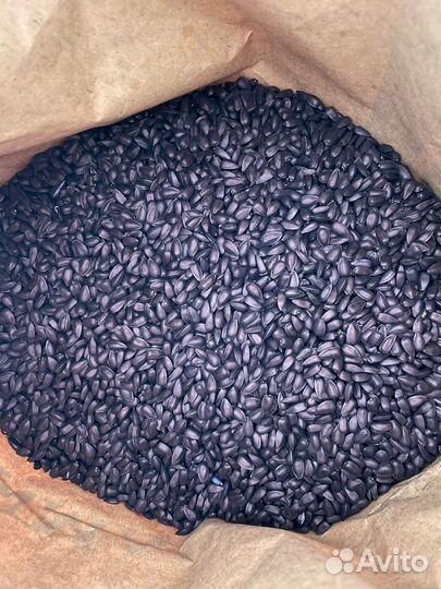 Семена подсолнечника гибриды Экспресс Евролайтинг