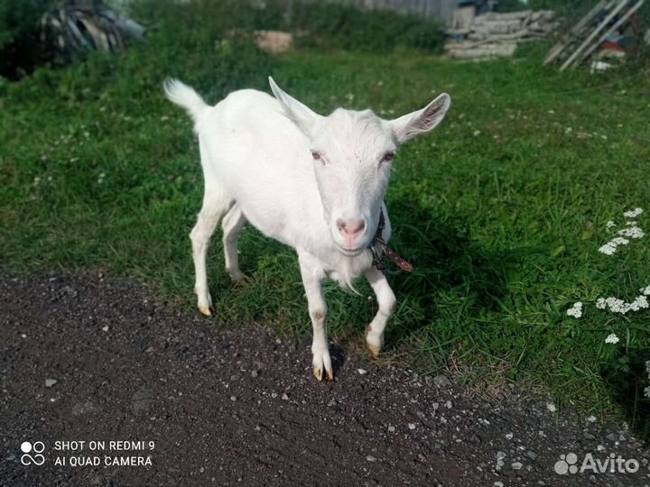 Зааненская козы