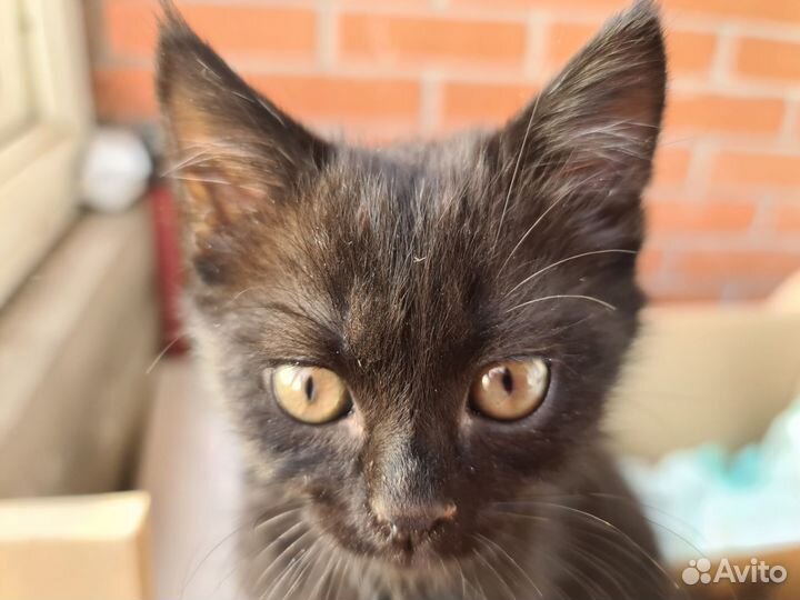 Котенок черный