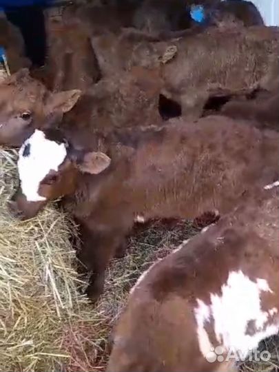 Телята бычки