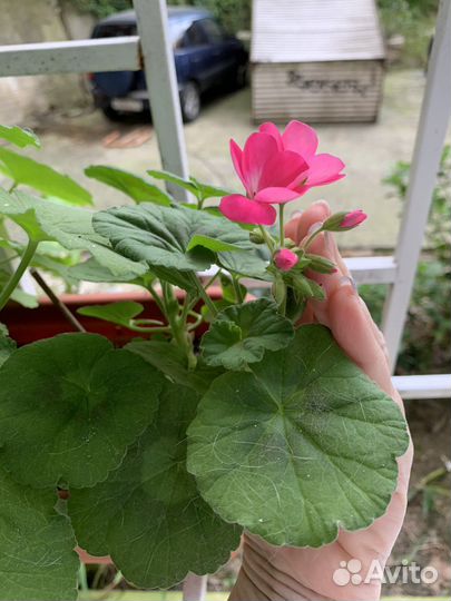 Пеларгония герань