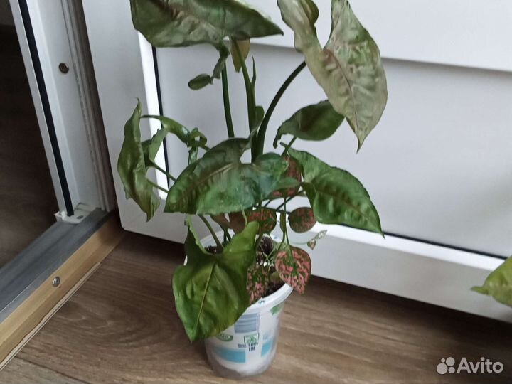 Микс, сингониумы