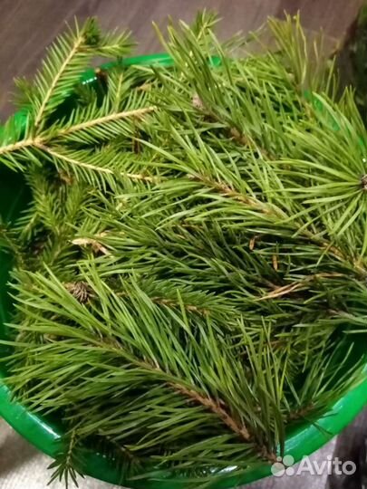 Хвоя и иголки сосны, ели, пихты, кедра