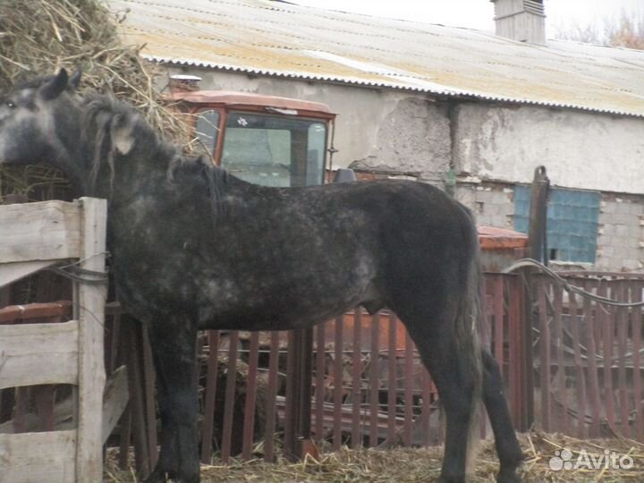 Молодой орловский рысак