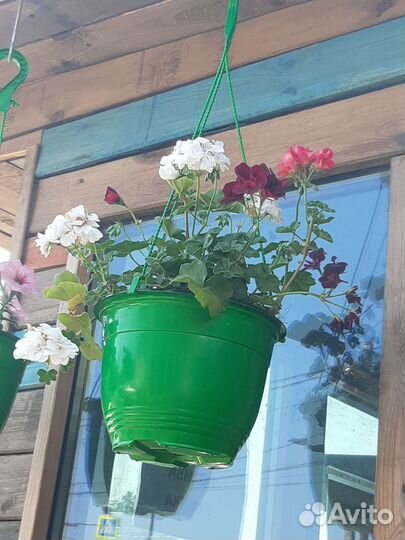 Герань пеларгония плющелистная