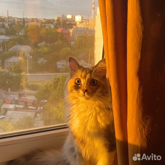 Кошки в добрые руки