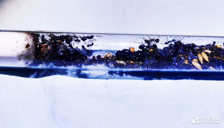 Муравьи Messor Structor, колония 2022года