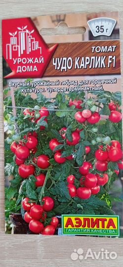 Рассада помидор черри