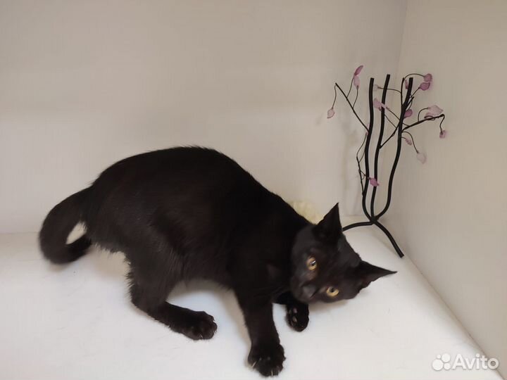 Чёрному коту Афоне негде жить