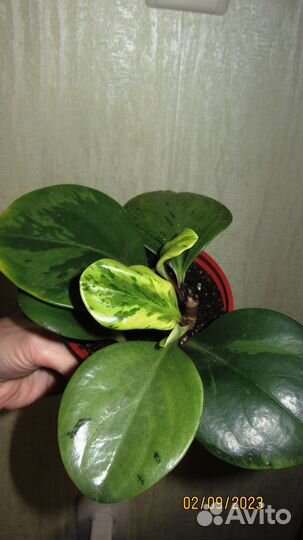 Строманта + Пеперомия