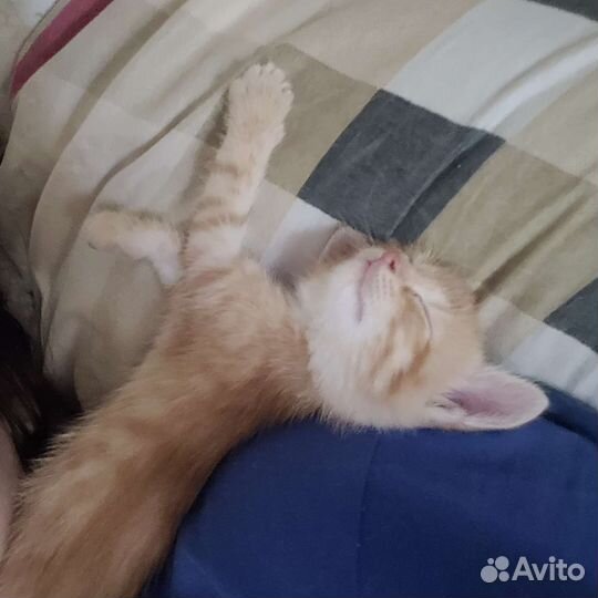 Котенок мальчик