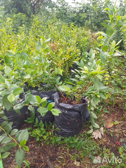 Саженцы голубики 13сортов (ягоды,джем), Сера