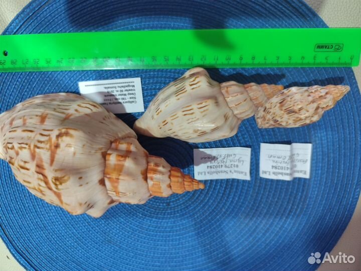 Волюта каллипара фестива, редкая