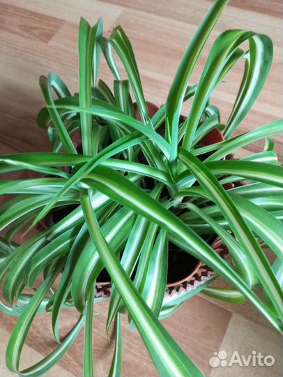 Хлорофитум 2 Вида