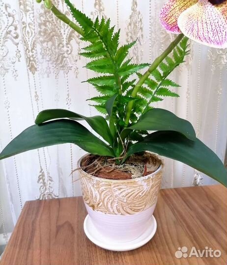 Орхидея фаленопсис