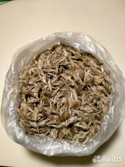 Семена мордовника, сильный медонос