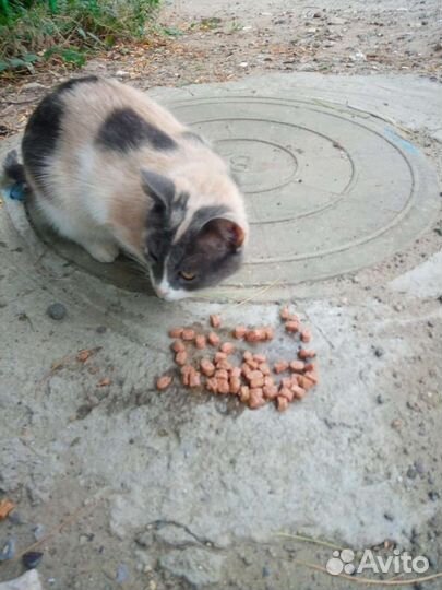 Кошка ищем передержку или добрые ручки