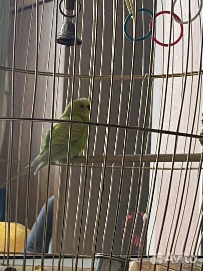Клетка волнистый попугай