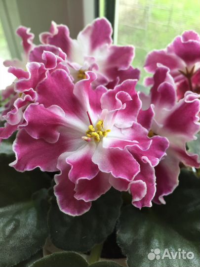 Фиалки сортовые