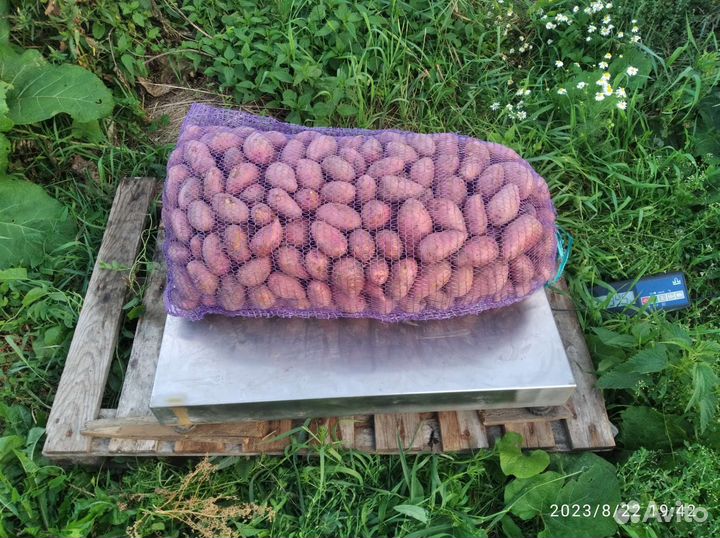 Картофель красный