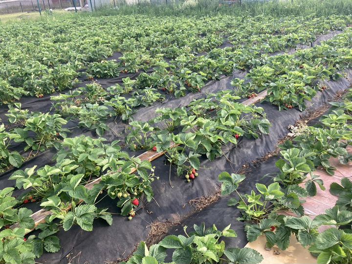 Участок 10 сот. (СНТ, ДНП)