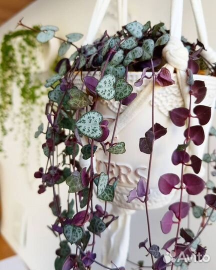 Церопегия вуди