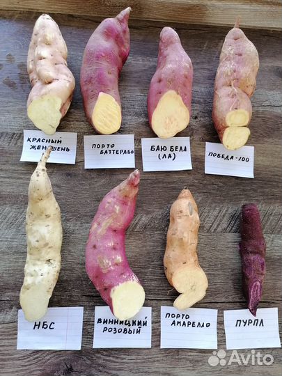 Батат на посадку. 8 сортов