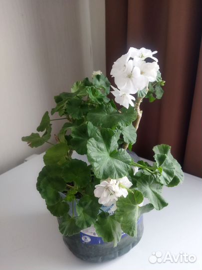 Пеларгония герань