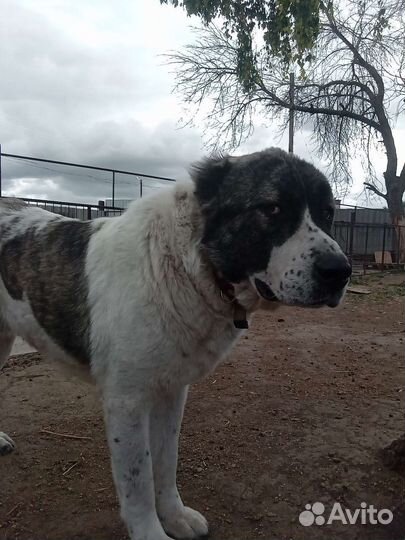 Алабай вязка