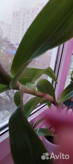 Усы и Золотой ус или каллизия душистая