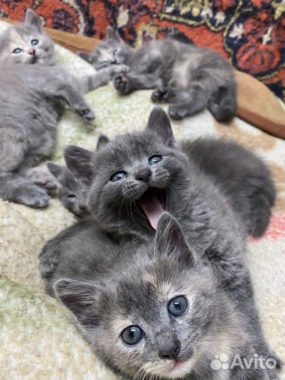 Котята в добрые руки