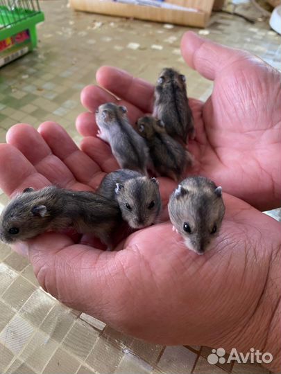 Джунгарский хомяк