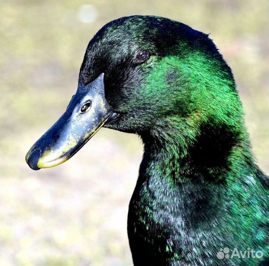 Утки - Гуси - Индоутки