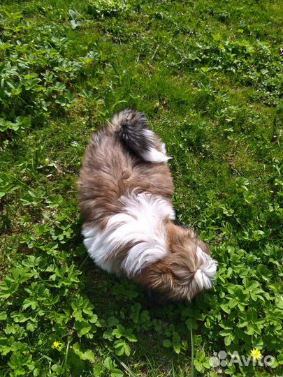 Эксклюзив С голубыми глазами