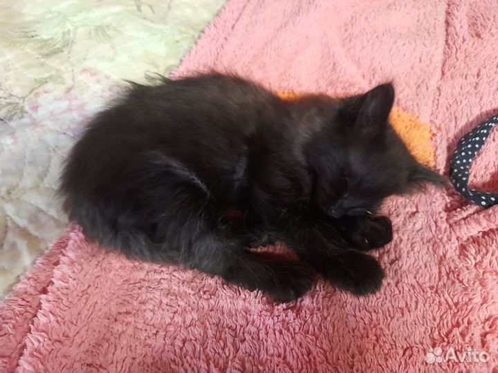 Продам котенка