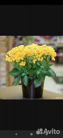 Филодендрон Бразил