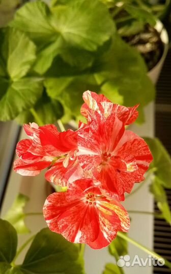 Пеларгония герань