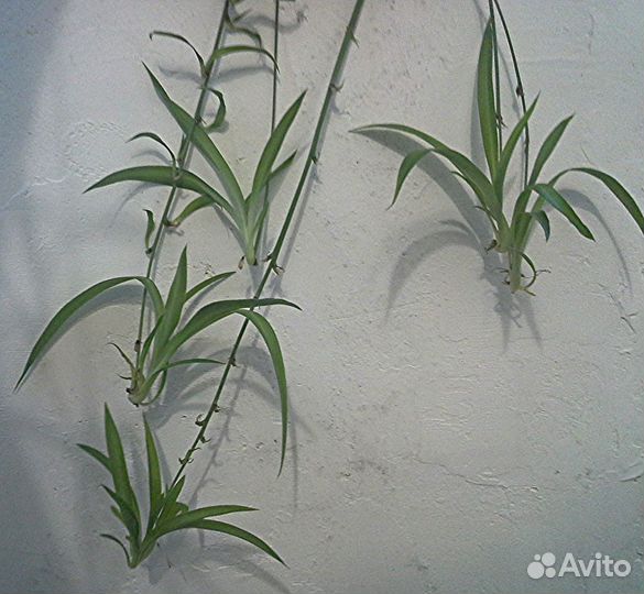 Хлорофитум