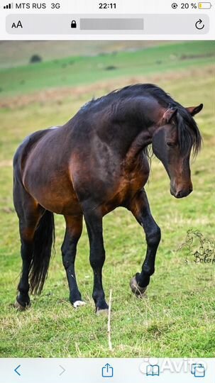 Прдажа жеребят