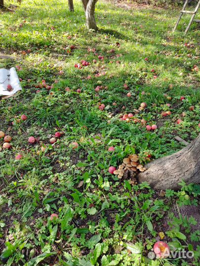 Яблоки-падëныши