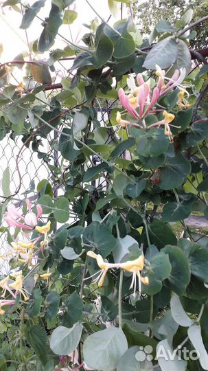 Виноград девичий,жимолостькаприфоль, Йошта