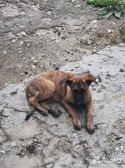 Щенок девочка в добрые руки