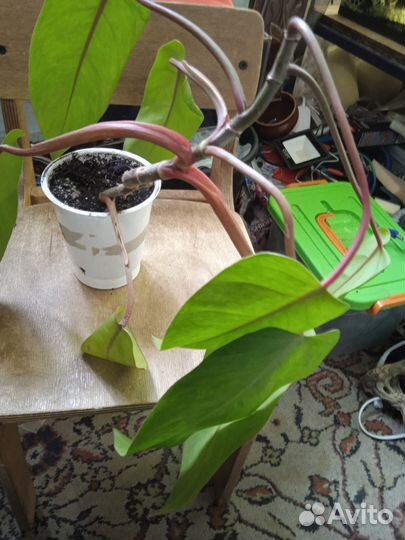 Филодендрон медуза