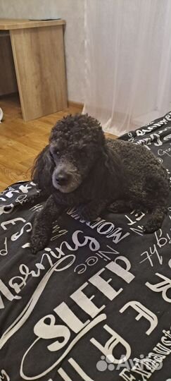 Вязка карликовый пудель