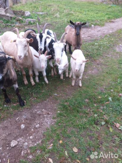 Козлята