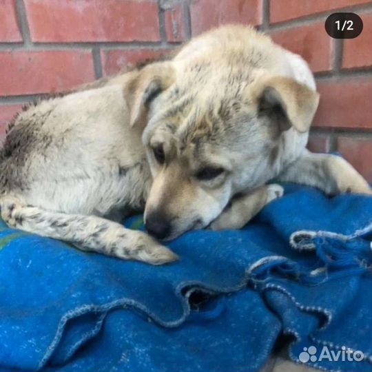 Найдена собака