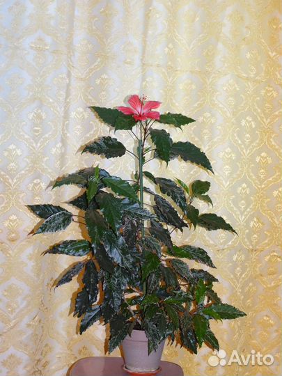 Шеффлера,Гибискус,Полисциас