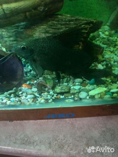 Аквариумные рыбки