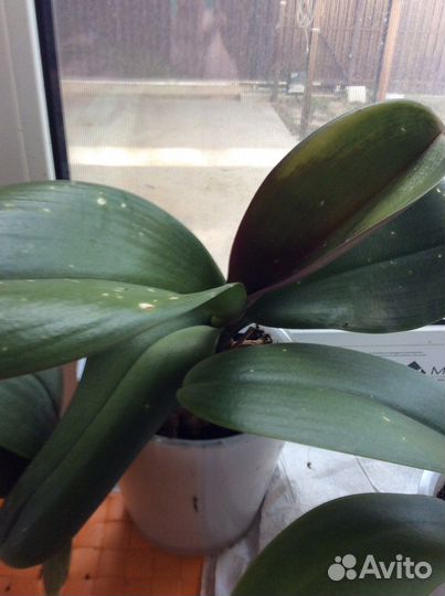 Орхидея фаленопсис