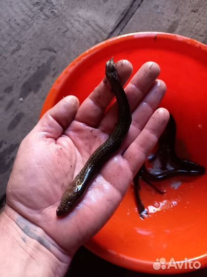 Живец вьюны